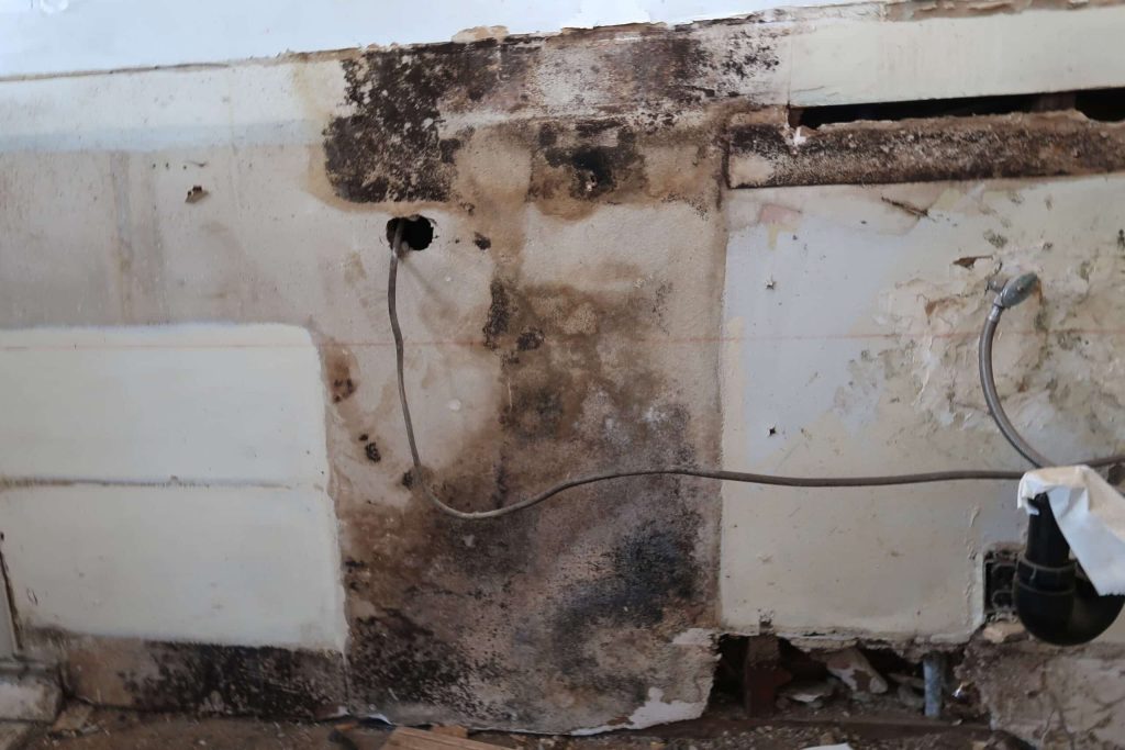 Fresh Look at Residential Mold Remediation Company Near Me