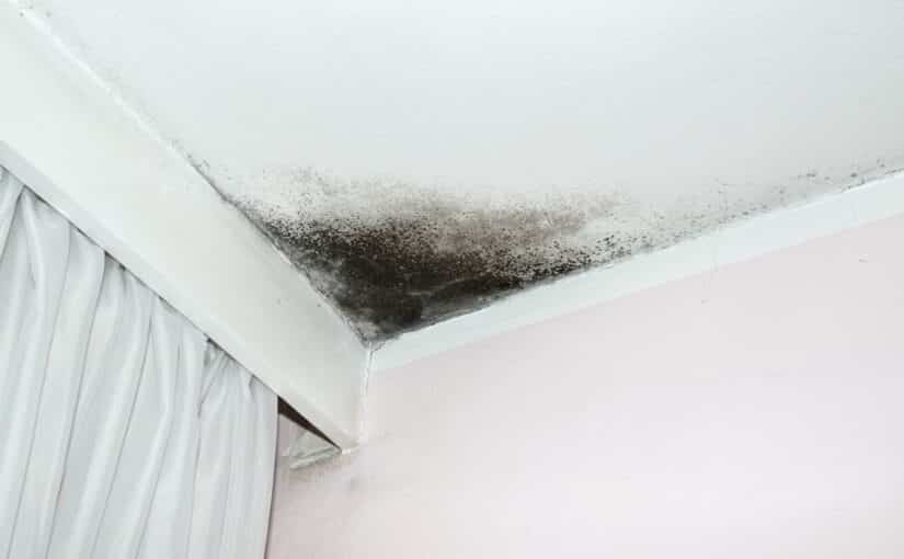 Preparing for Mold Season