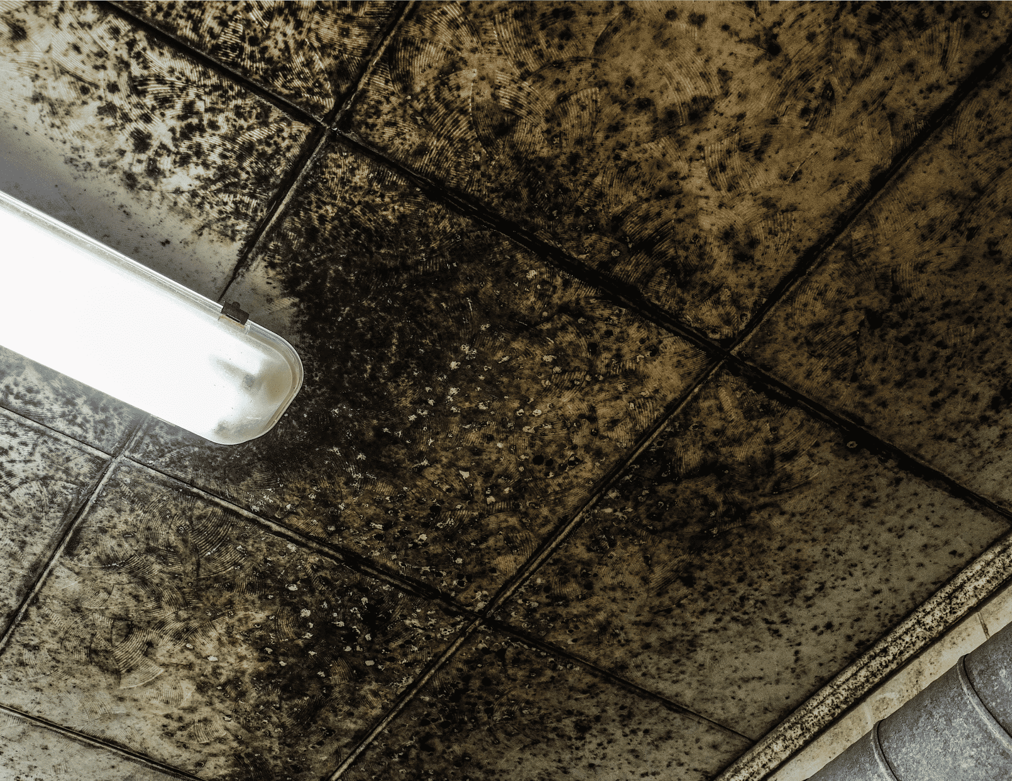 Moldy Basement Ceiling