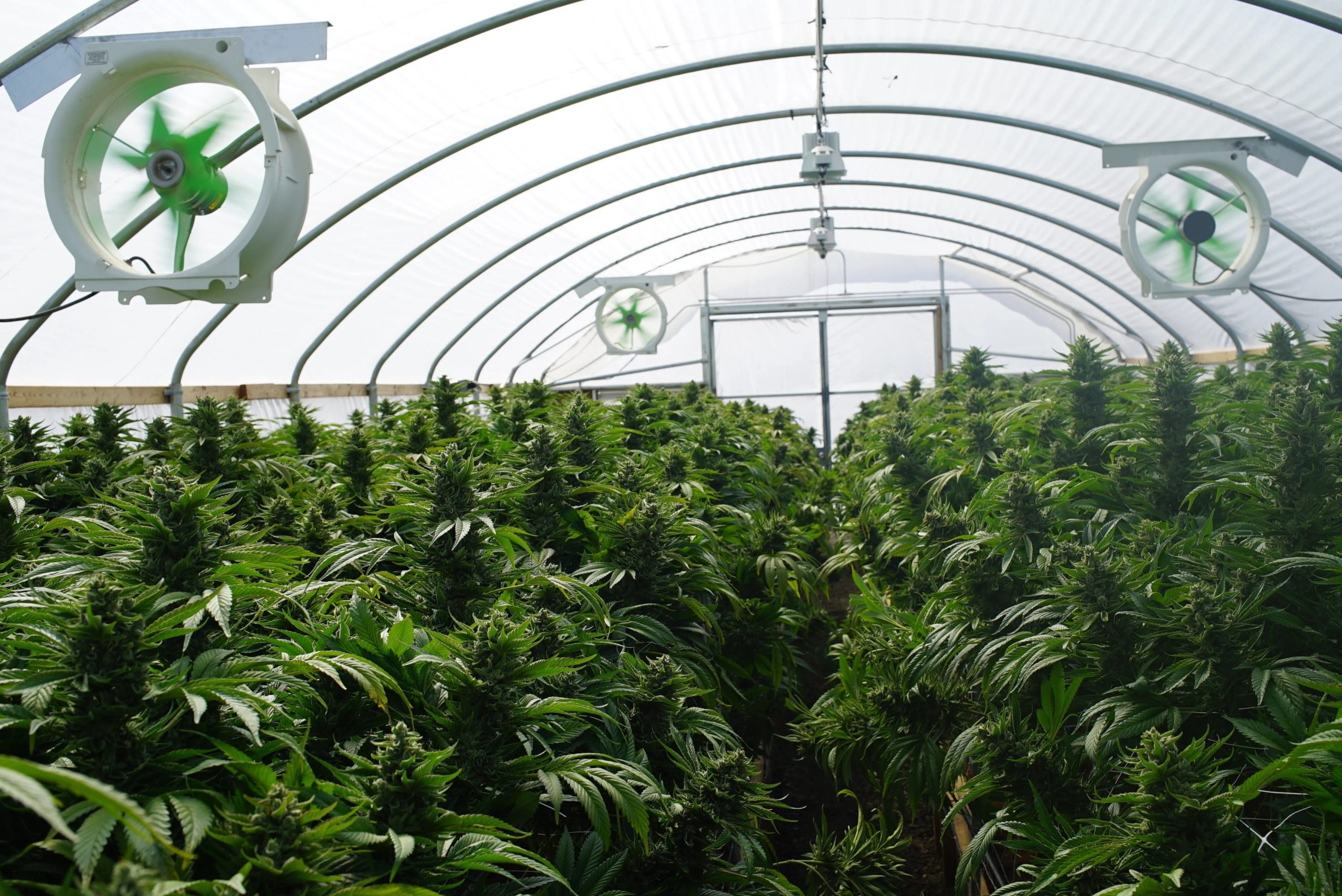 The Importance of Air Balancing in Grow Houses