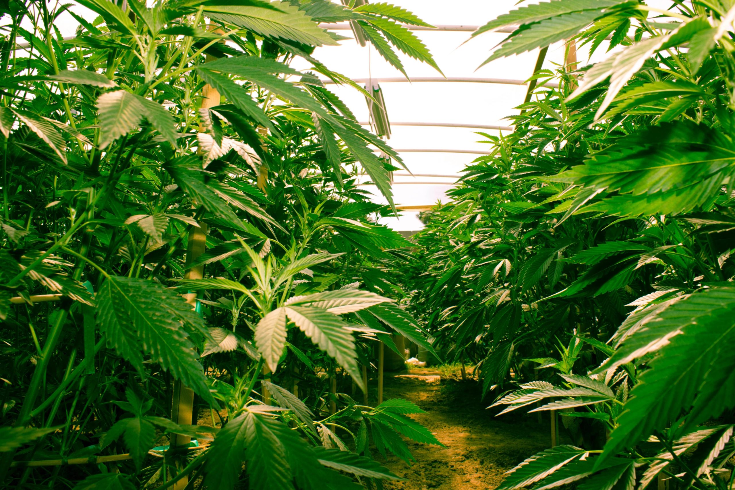 The Importance of Properly Managed HVAC Systems in Grow Houses