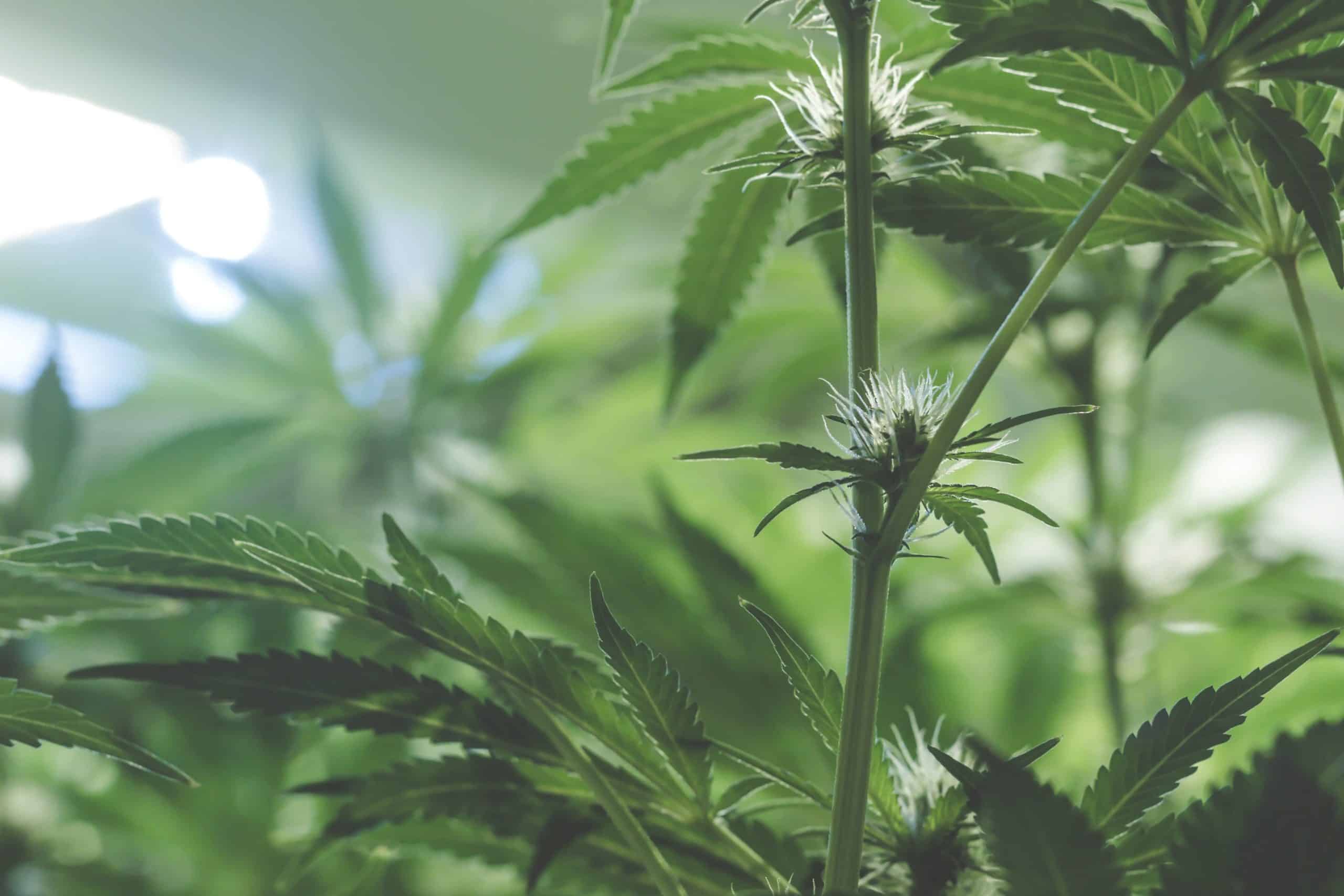 Plant flowering in a grow house