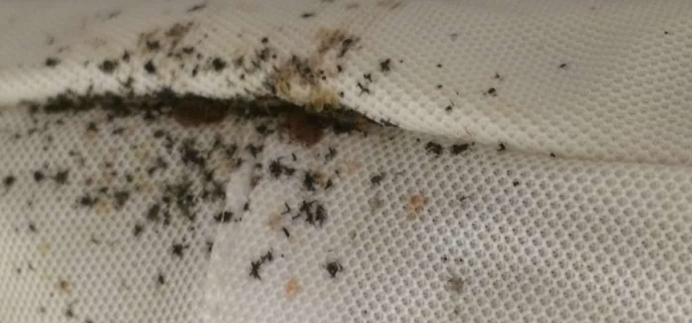 Bed Bug Infestation