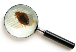 Bed Bug under a magnifying glass