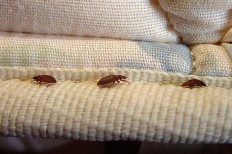 10 Tips to Help You Deal With Bed Bugs