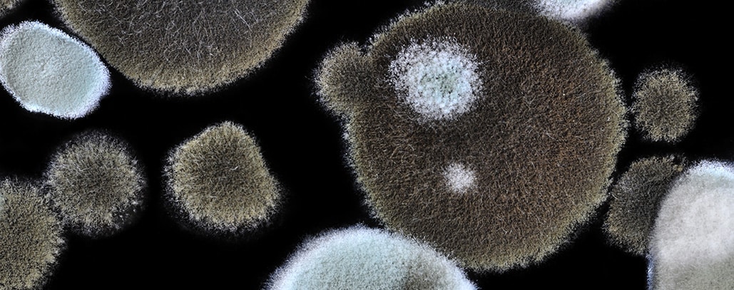 Understanding Mold and Apartment Mold Laws