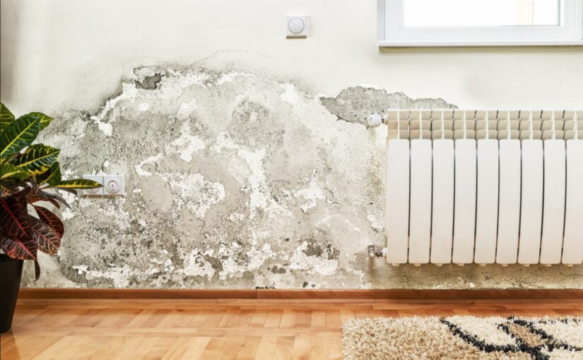 Answers to Common Questions about Mold for Property Managers