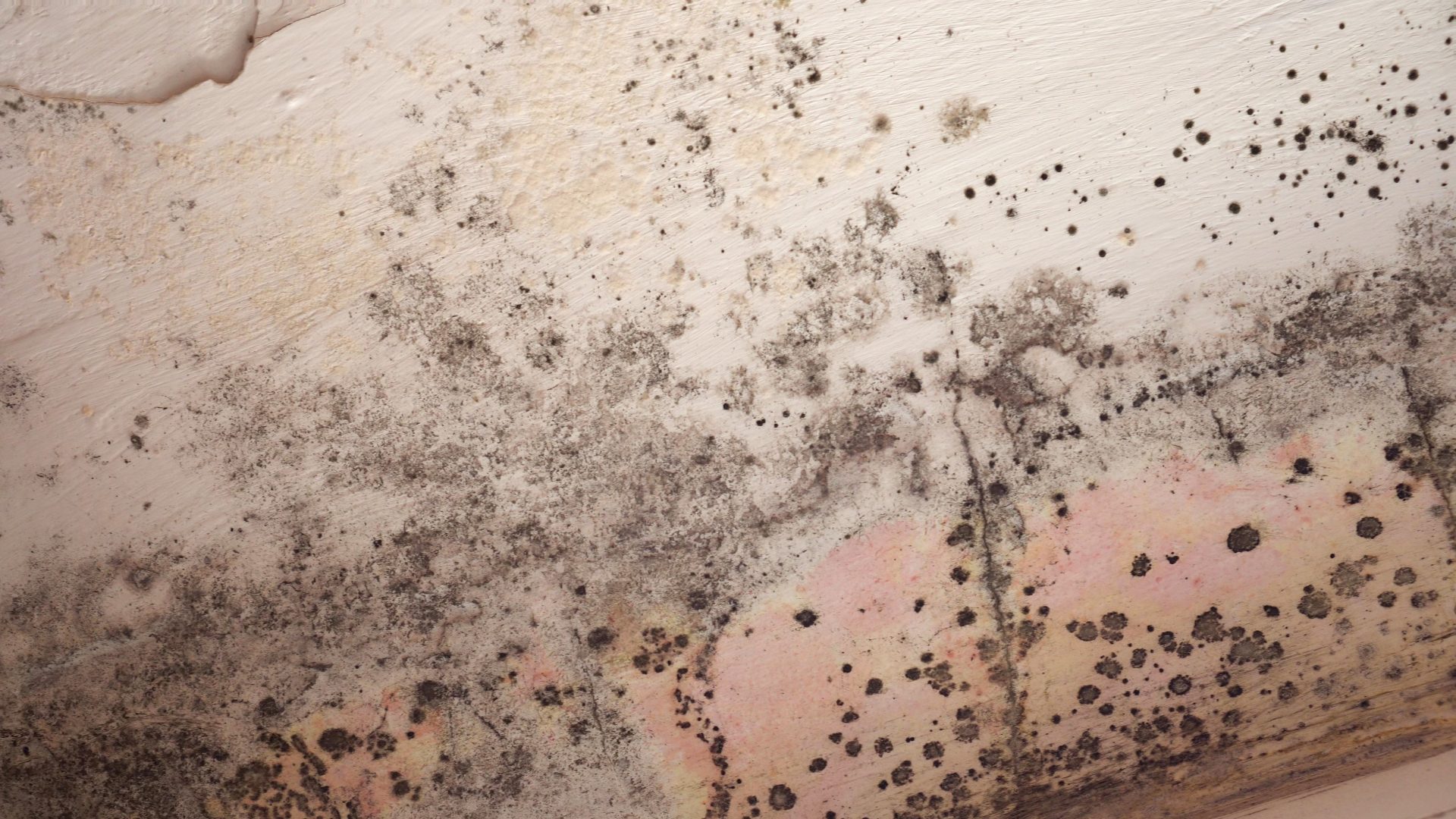 Moldy wall.