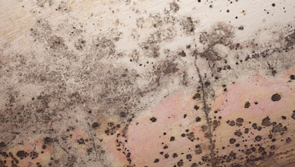 The Dangers of Mold & How to Prevent It
