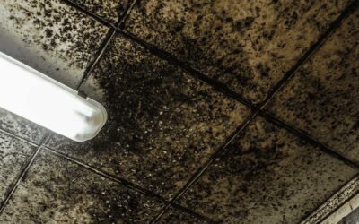 Signs That Your Ceiling Tiles Need Replacement