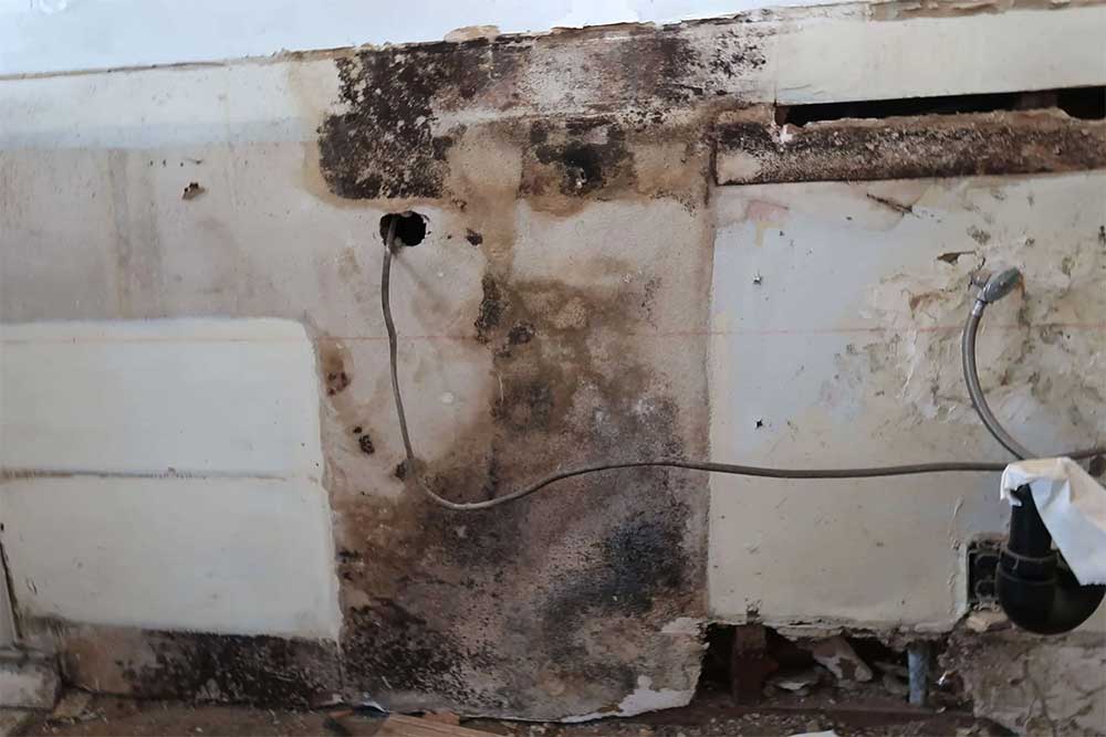 mold_remediation_2