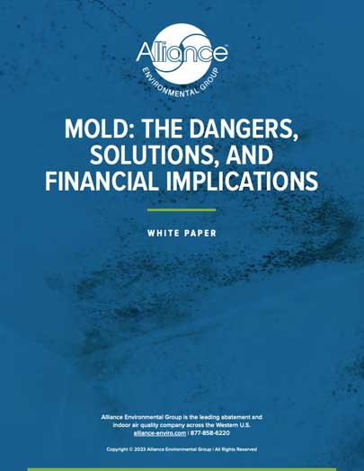 Mold: the dangers, solutions, and financial implications