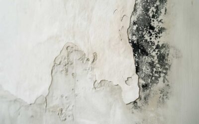 The Property Manager’s Guide to Compliant Mold Remediation in Los Angeles